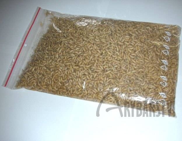 Masní červi bílí 1 litr