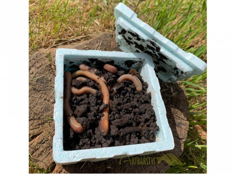 Kanadská Rousnice 12 ks