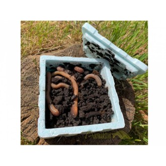 Kanadská Rousnice 12 ks