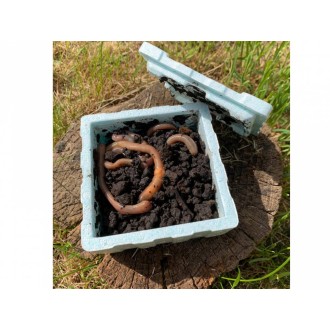 Kanadská Rousnice 12 ks