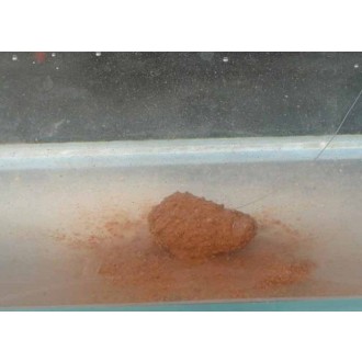 TOP MIX Těsto na háček Pole Paste 500 g